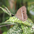 Common Bush Brown