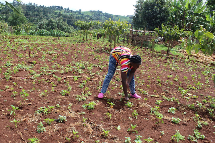 Lydiah Wamuyu in her fruit farm in Gikumbo village, Magutu ward in Mathira subcounty.