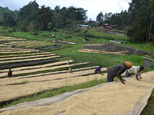 Coffee workers preparing parchment coffee at Chinga Coffee Factory in Othaya, Nyeri County.