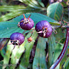 Purple Lobelia Berries