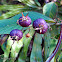 Purple Lobelia Berries