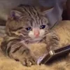 ユーザー