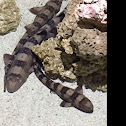 Bamboo Shark