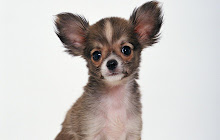 Chihuahua Dogs Wallpaper HD small promo image