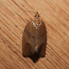 Oblique-banded Leafroller