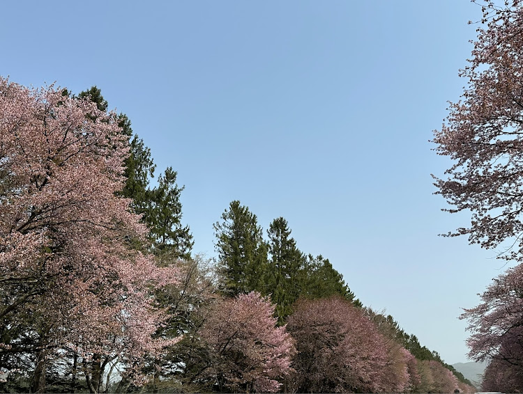 の投稿画像13枚目