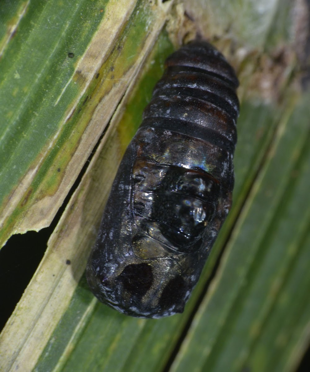 Pupae (?)