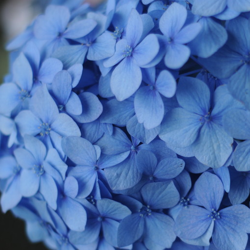 これまでで最高の紫陽花 写真 壁紙 最高の花の画像