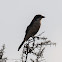 Woodchat Shrike; Alcaudón Común