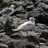 Leucistic Western Gull