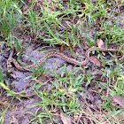 Checkered garter snake