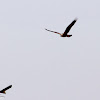 Marsh Harrier; Aguilucho Lagunero