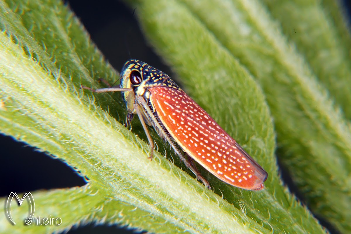 Sharpshooter leafhopper