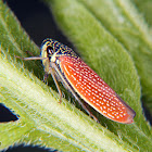 Sharpshooter leafhopper