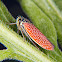 Sharpshooter leafhopper