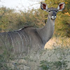 Kudu