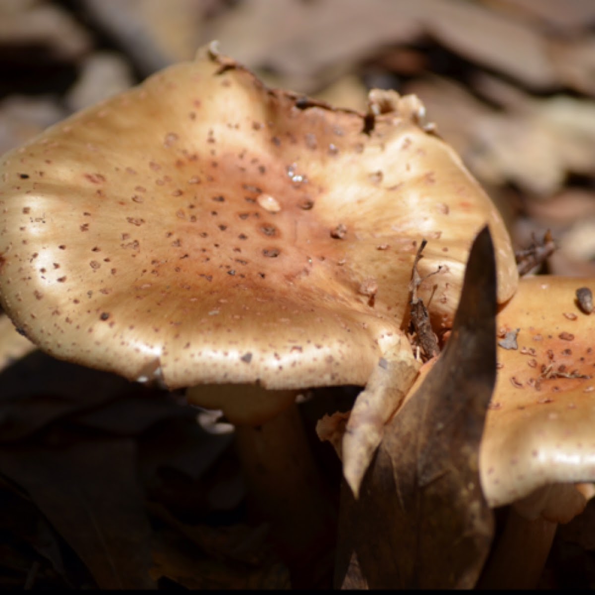 Amanita