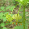 Indian Cucumber