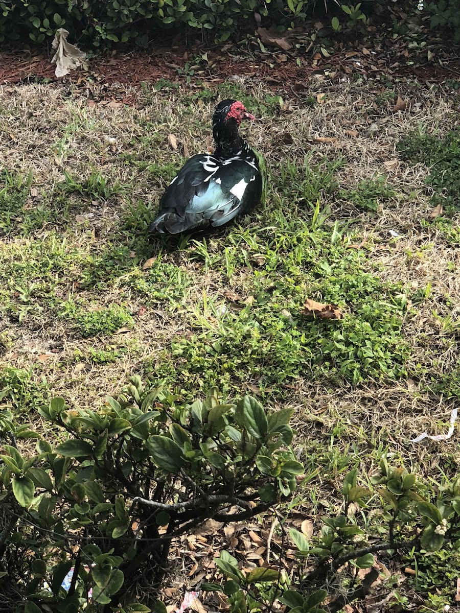 Muscovy duck