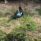 Muscovy duck