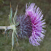 Musk Thistle