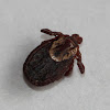 American Dog Tick