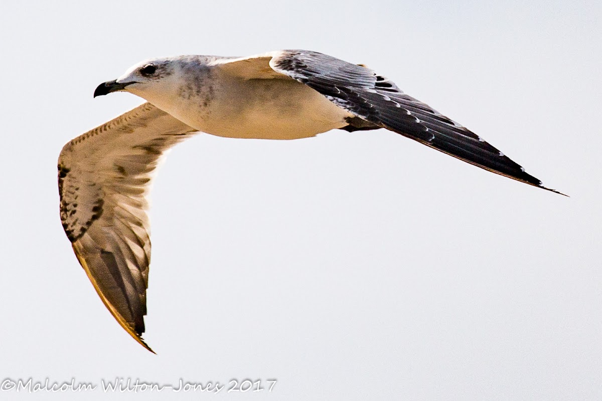 Yellow-legged Gull; Gaviota Patiamarilla