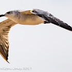 Yellow-legged Gull; Gaviota Patiamarilla