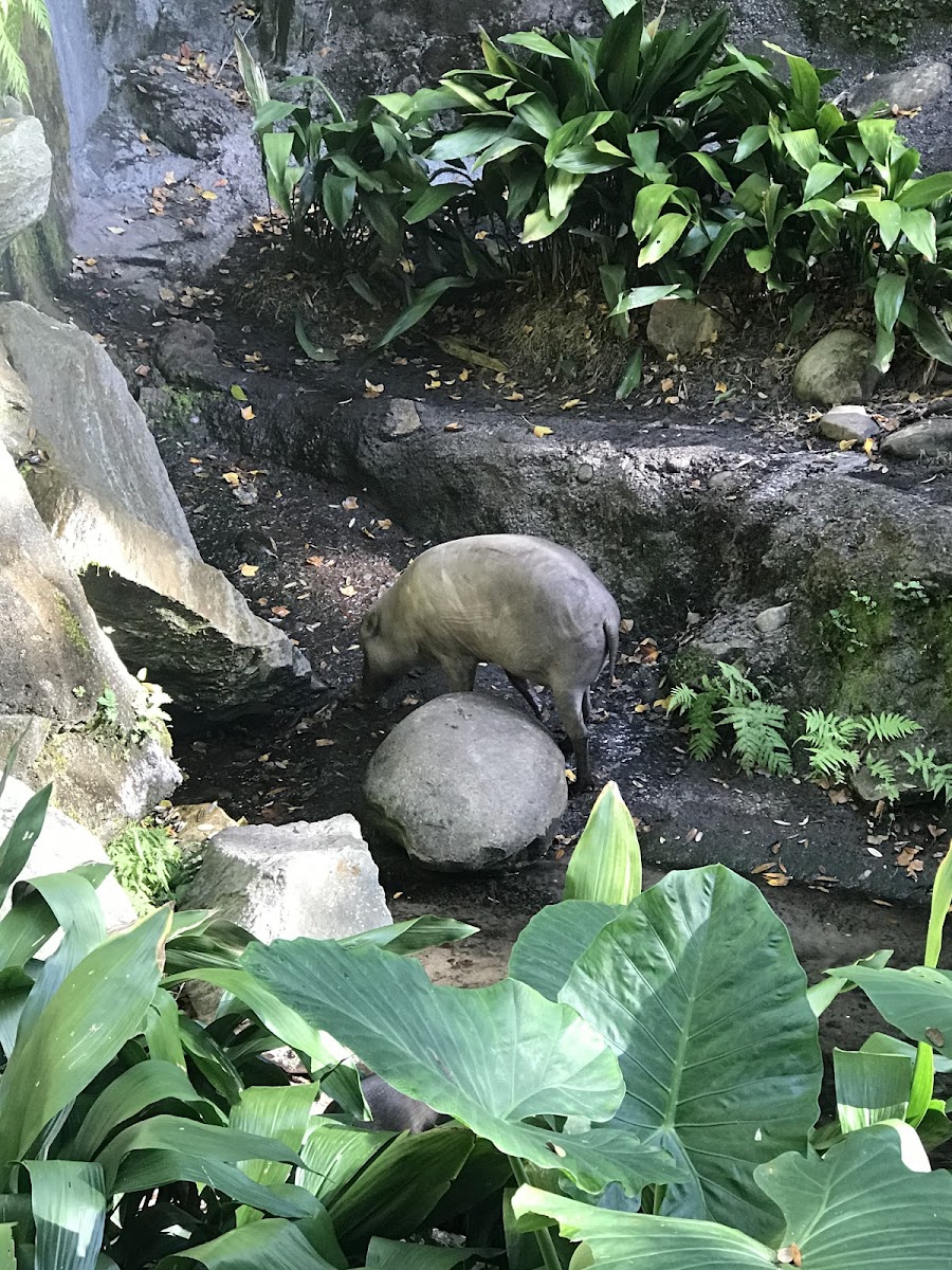 Babirusa