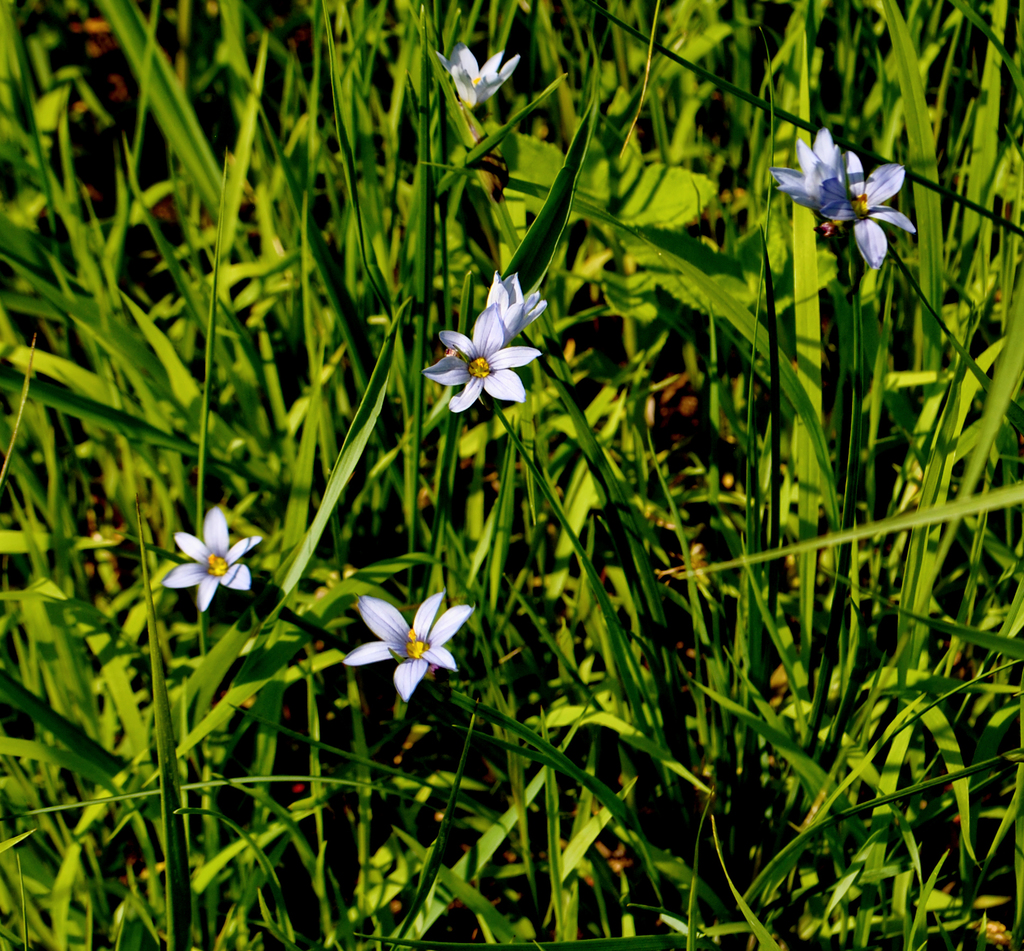 Prairie Blue-eyed Grass