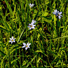 Prairie Blue-eyed Grass