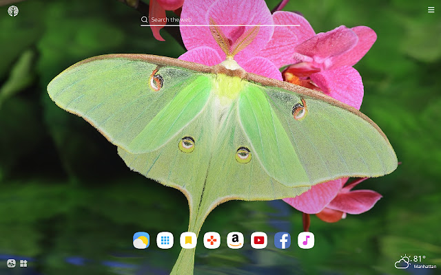 Moths HD Wallpapers New Tab Theme