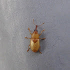 Snout Beetle