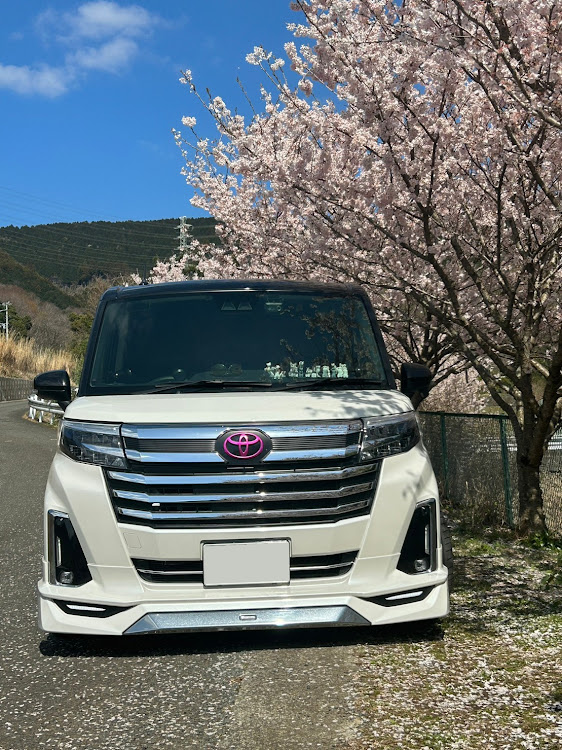 ルーミーカスタムのサクラと愛車・ドライブ・夜桜ライトアップ・春めき桜に関するカスタム事例の投稿画像7枚目