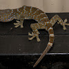 Tokay Gecko