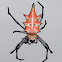 spiny orbweaver