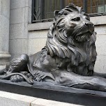 lion in Shanghai in Shanghai, China 