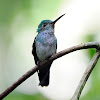 Amazilia amable (Blue-chested hummingbird)