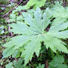 Palmate coltsfoot