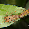 Horned leaf-footed bug