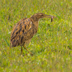 Pinnated Bittern