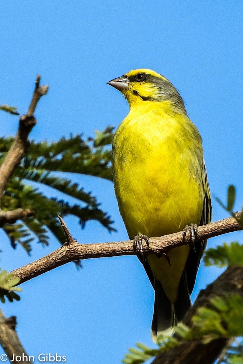 Yellow-fronted Canary