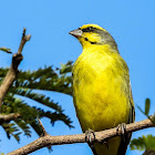 Yellow-fronted Canary