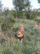  Majestic lions put on a performance that rivals any Broadway show.