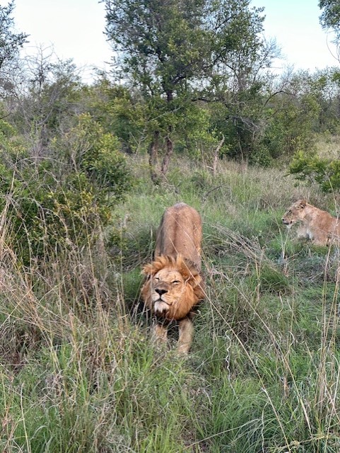 Majestic lions put on a performance that rivals any Broadway show.