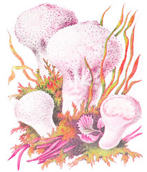 Mushroom #012
