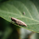 Short-horned Grasshopper