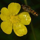 Meadow Buttercup