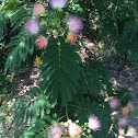 Mimosa tree