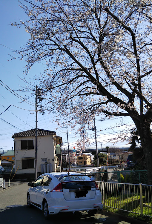 インサイトの桜と愛車・桜の木の下で・2020年3月春・インサイトZE2に関するカスタム事例の投稿画像4枚目